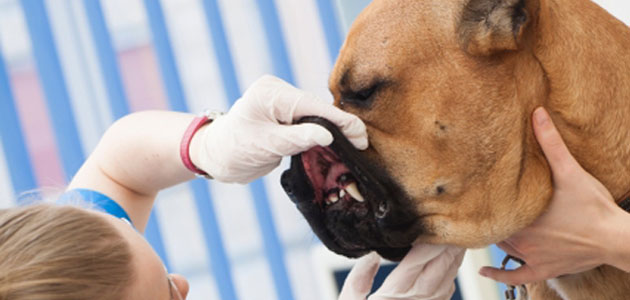 口の中を診察する獣医師の画像