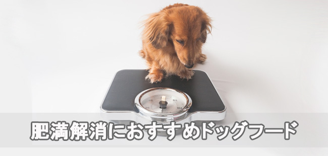 肥満解消におすすめなドッグフードランキング